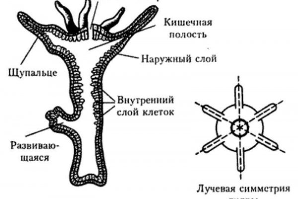 Кракен пополнение